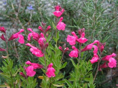 Salvia greggii - pink - TrAEObM[ (sN)