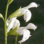Salvia greggii - white - TrAEObM[ ()