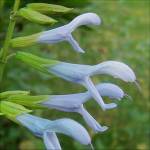 Salvia guaranitica ‘Argentine Skies’ - TrAEOAjeBJEA[`XJC