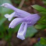 Salvia guaranitica ‘Blue Skies’ - TrAEOAjeBJEu[XJC