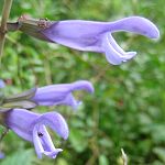Salvia guaranitica ‘Mercy Blue’ - TrAEOAjeBJE}[V[u[