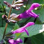 Salvia guaranitica‘Purple Skies’ - TrAEOAjeBJEp[vXJC