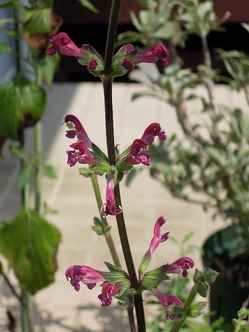 Salvia hierosolymitana - TrAEqG\~^i