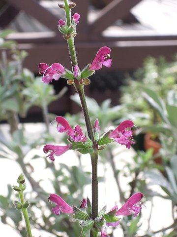 Salvia hierosolymitana - TrAEqG\~^i