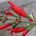 Salvia holwayi - TrAEzEFC