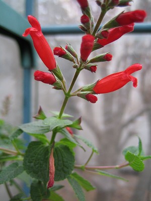 Salvia holwayi - TrAEzEFC