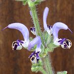 Salvia indica - TrAECfBJ