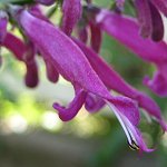 Salvia iodantha - TrAECI_^