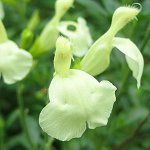 Salvia x jamensis - yellow - TrAEVX (CG[)