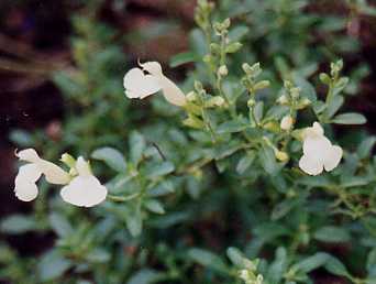 Salvia x jamensis - yellow - TrAEVX (CG[)