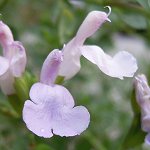 Salvia x jamensis - light pink - TrAEVX (CgsN)