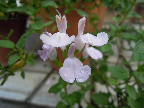 Salvia x jamensis - light pink - TrAEVX (CgsN)