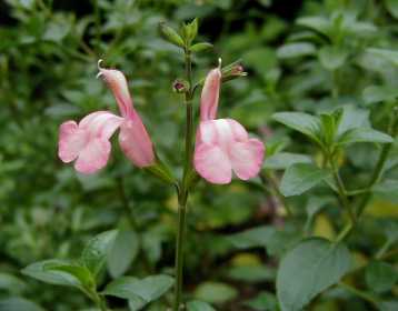 Salvia x jamensis - light salmon pink - TrAEVX (CgT[sN)