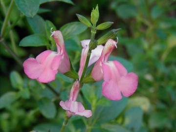 Salvia x jamensis - light salmon pink - TrAEVX (CgT[sN)