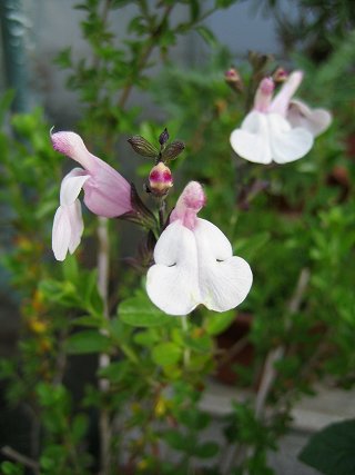 Salvia x jamensis - pale pink - TrAEVX (sN)