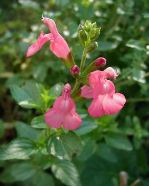 Salvia x jamensis  - pink - TrAEVX (sN)