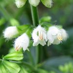 Salvia japonica - white - ALm^\E ()