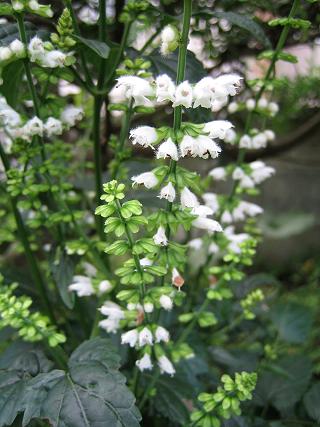 Salvia japonica - white - ALm^\E ()
