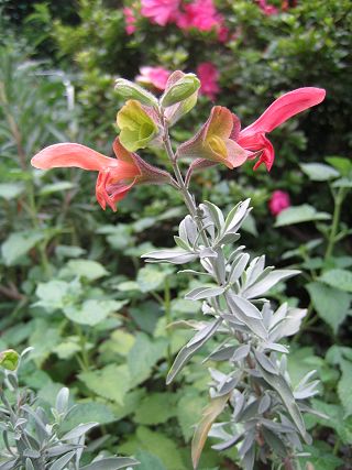 Salvia lanceolata - TrAEZI^