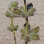 Salvia lanigera - TrAEjQ