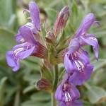 Salvia lavandulifolia - XpjbVZ[W