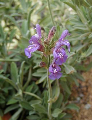 Salvia lavandulifolia - XpjbVZ[W