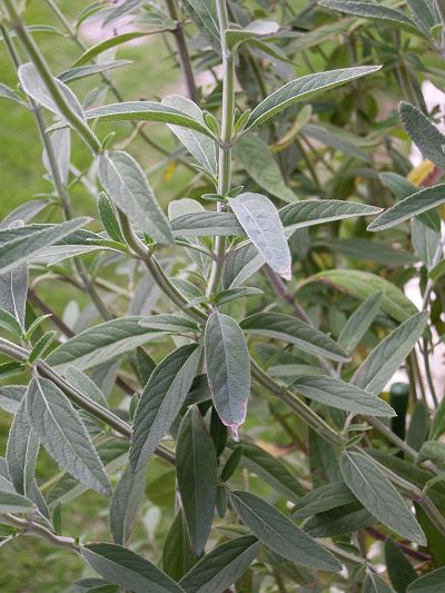 Salvia lavanduloides - TrAEohDCfX