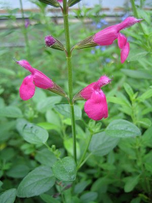 Salvia microphylla var. wislizenii - Z[W