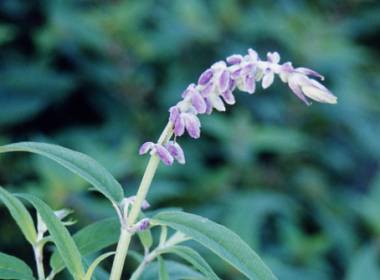 Salvia leucantha - TrAEEJT(AWXgZ[WCLVJubVZ[W)