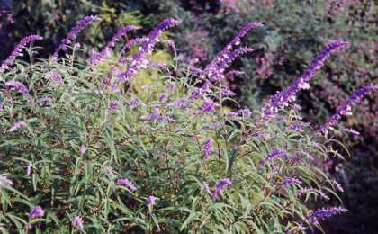 Salvia leucantha - TrAEEJT(AWXgZ[WCLVJubVZ[W)