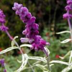 Salvia leucantha - variegated - TrAEEJT (t)