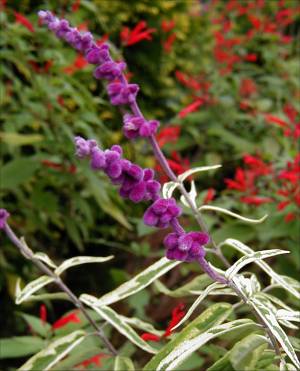 Salvia leucantha - variegated - TrAEEJT ()