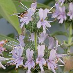 Salvia leucophylla - TrAEERtB