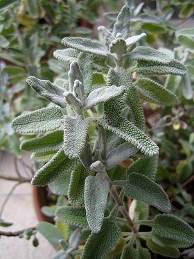 Salvia leucophylla - TrAEERtB