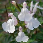 Salvia x jamensis ‘Lilac White’ - TrAECbNzCg
