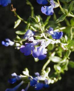Salvia lycioides - TrAEVICfX