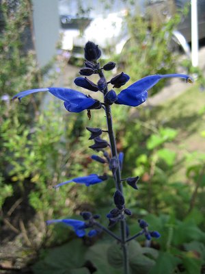 Salvia macrophylla - purple leaf - TrAE}NtB (t)