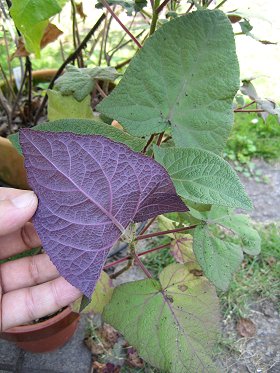 Salvia macrophylla - purple leaf - TrAE}NtB (t)