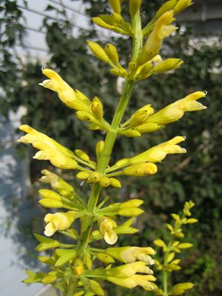 Salvia madrensis - TrAE}hVX(CG[}WFXeB)