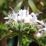 Salvia mellifera - TrAEtF(ubNZ[W)