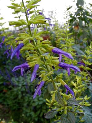 Salvia mexicana - TrAELVJiECCg(LVJZ[W)
