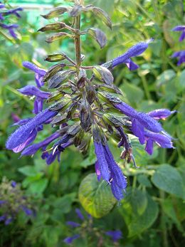 Salvia mexicana - black calyx - TrAELVJiEubNPCNX