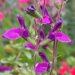 Salvia microphylla - purple - TrAE~NtB