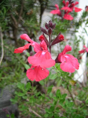 Salvia microphylla - TrAE~NtB