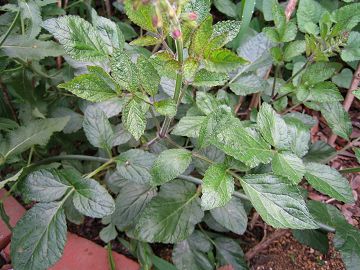 Salvia miltiorrhiza - ^W