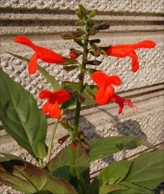 Salvia miniata - TrAE~jA^