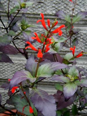Salvia miniata - TrAE~jA^