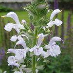 Salvia moorcroftiana - TrAE[NteBAi