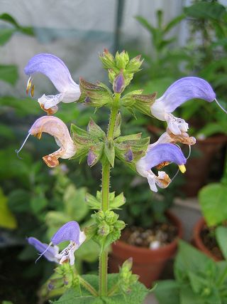Salvia mouretii - TrAEEeB