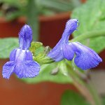 Salvia nana - TrAEii
